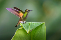 Buff-tailed Coronet