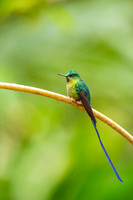 Violet-tailed Sylph