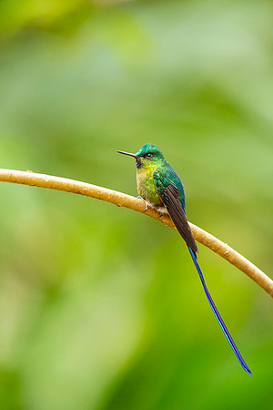 Violet-tailed Sylph