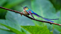 Violet-tailed Sylph