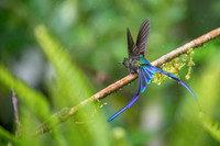 Violet-tailed Sylph