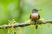 Violet-tailed Sylph