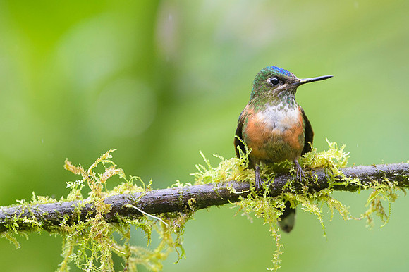Violet-tailed Sylph