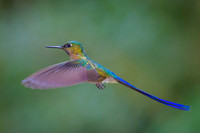Violet-tailed Sylph