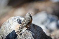 Alpine Accentor