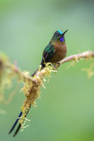 Violet-tailed Sylph