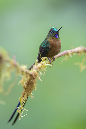 Violet-tailed Sylph