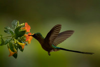 Violet-tailed Sylph