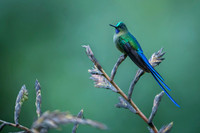 Violet-tailed Sylph