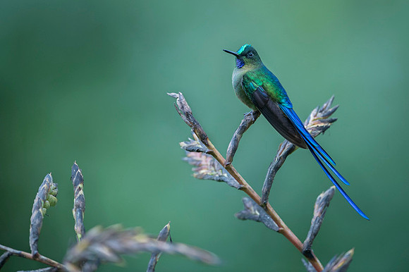 Violet-tailed Sylph