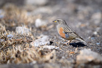 Alpine Accentor