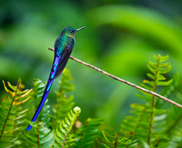 Violet-tailed Sylph