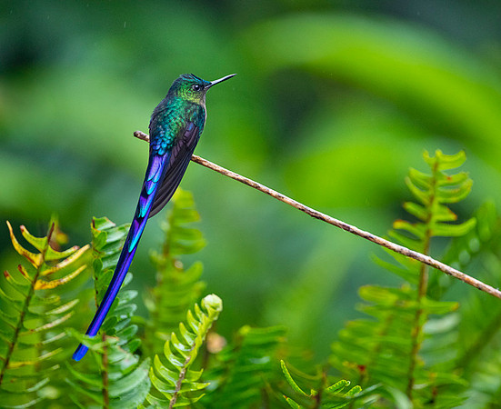 Violet-tailed Sylph