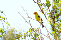 Western tanager