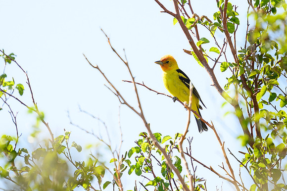 Western tanager