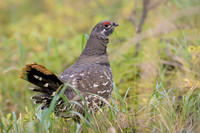 Spruce grouse