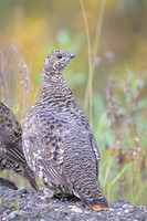 Spruce grouse