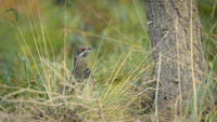 Spruce grouse