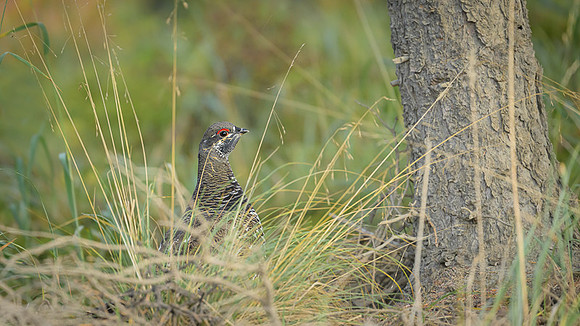 Spruce grouse