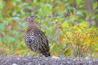 Spruce grouse