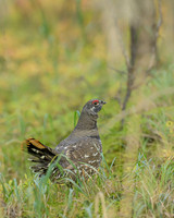 Spruce grouse