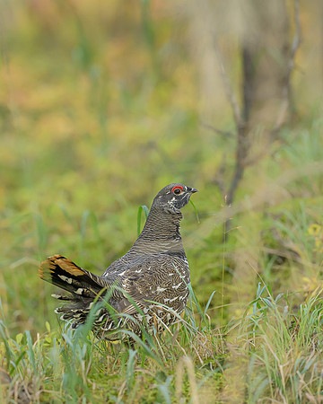 Spruce grouse