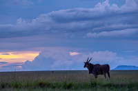 Eland Antelope