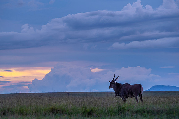 Eland Antelope