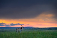 Eland Antelope