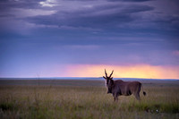Eland Antelope