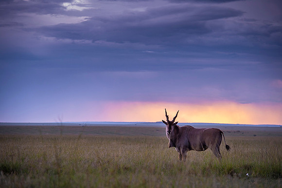Eland Antelope