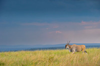 Eland Antelope