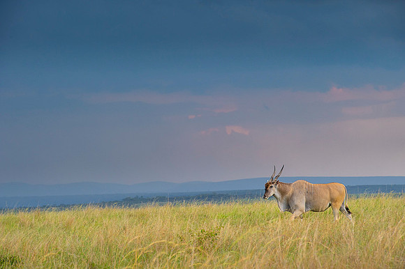 Eland Antelope