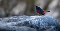 White capped red start