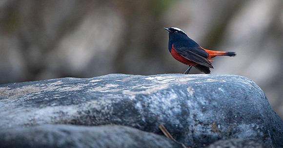 White capped red start