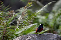 White capped red start