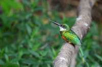 Rufous-tailed Jacamar