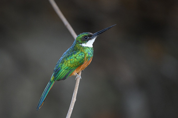 Rufous-tailed Jacamar