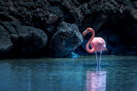 American flamingo