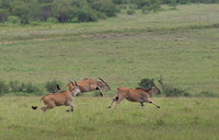 Eland Antelope