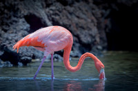 American flamingo
