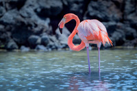 American flamingo