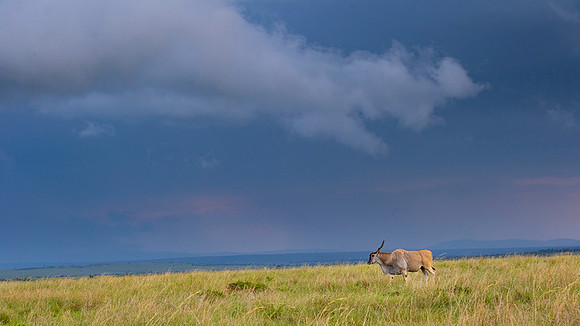 Eland Antelope