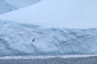 White-Chinned Petrel