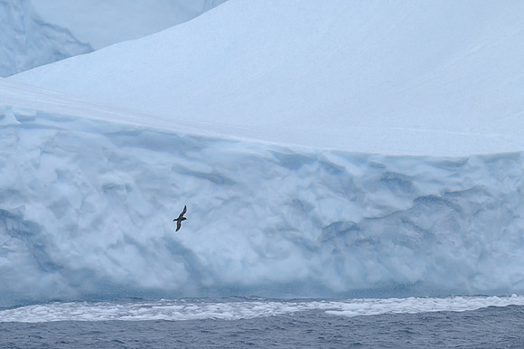 White-Chinned Petrel