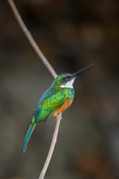 Rufous-tailed Jacamar