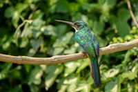 Rufous-tailed Jacamar