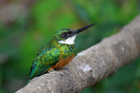 Rufous-tailed Jacamar