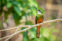 Rufous-tailed Jacamar
