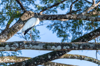 Wood Stork